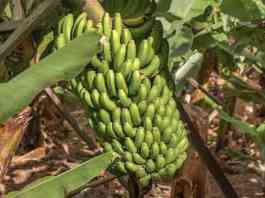 banana farming monthly work
