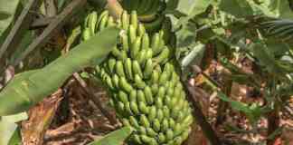 banana farming monthly work