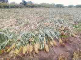 crop damage compensation