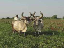 farmer land holding India