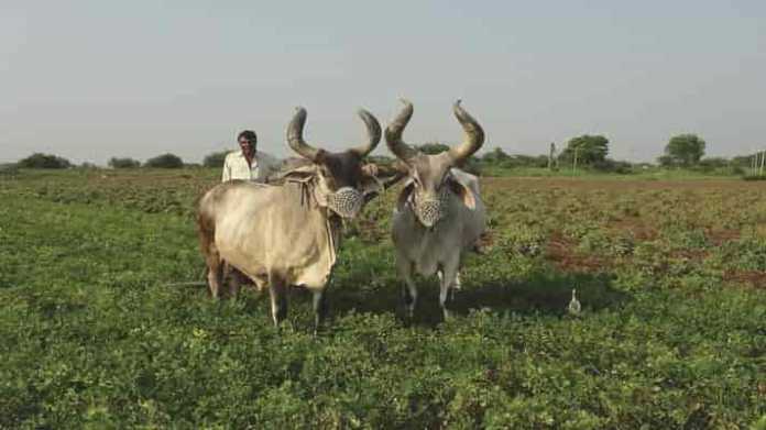 farmer land holding India