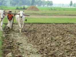 farmer suicide in india