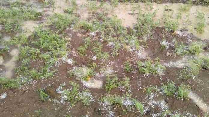 Assessment of crop loss due to unseasonal hailstorm