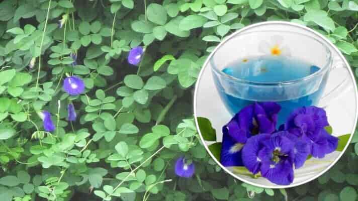 इन फूलों से बनाई जा रही है ब्लू टी, जानिए पीने से क्या होते हैं फायदे