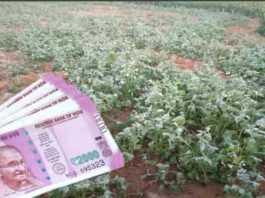 rabi crop damage muawja