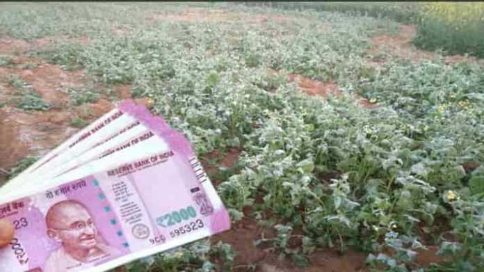 rabi crop damage muawja
