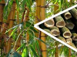 subsidy on bamboo farming