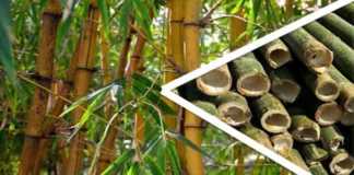 subsidy on bamboo farming
