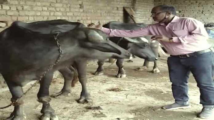 livestock vaccination