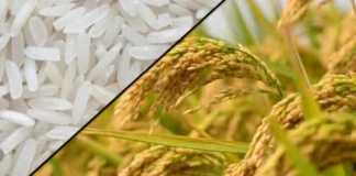 rice export from India