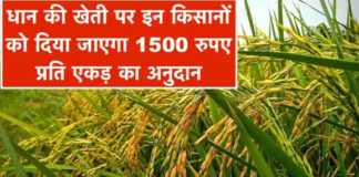subsidy on paddy farming