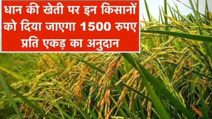 subsidy on paddy farming