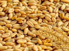 wheat msp khareed bihar