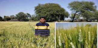 Production of wheat variety Pusa Tejas