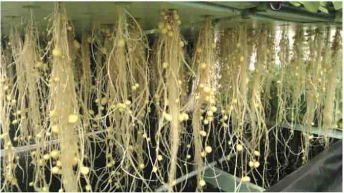 potato seed production aeroponics