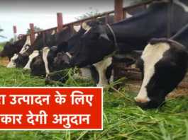 subsidy on fodder production