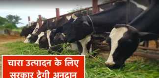 subsidy on fodder production
