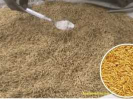Seed Treatment of Paddy Seeds