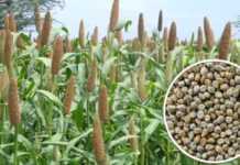 Improved and developed varieties of millet
