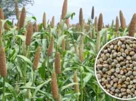 Improved and developed varieties of millet