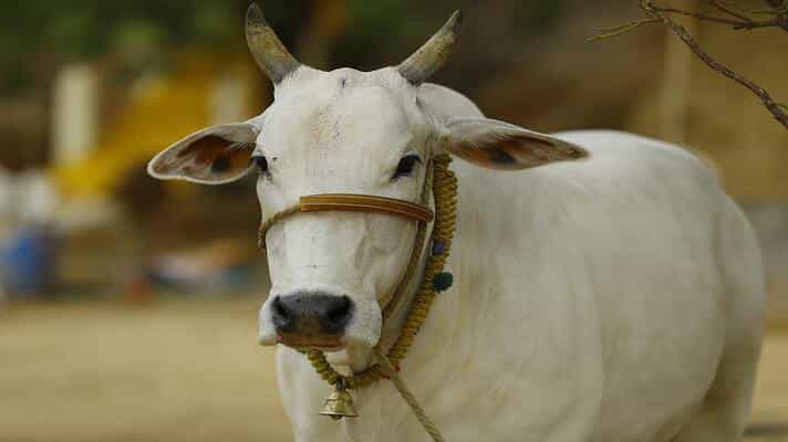 बड़ी खबर: देसी गाय खरीदने के लिए सरकार देगी 25 हजार रुपए तक की सब्सिडी