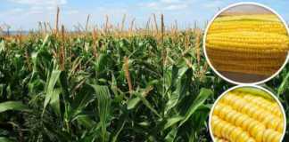 new maize varieties corn