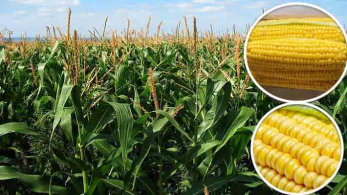 new maize varieties corn