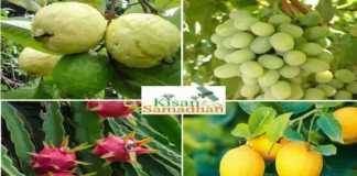 subsidy on fruite farming