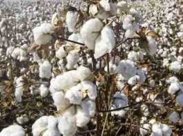 subsidy on cotton farming