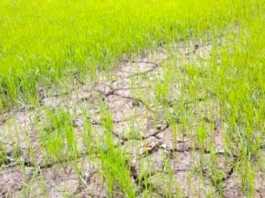 Save paddy Nursery from Drought