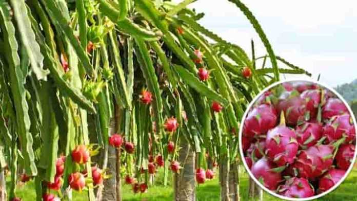 dragon fruit farming subsidy