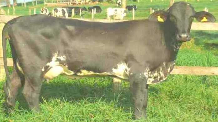 girlando cow Brazil