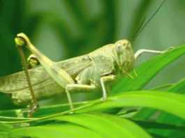 grasshopper keet