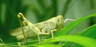 grasshopper keet
