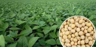 soybean new variety birsa soybean 4