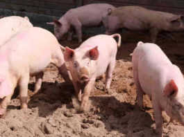 African Swine Fever in Sukar