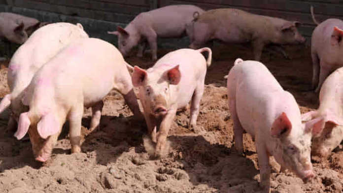 African Swine Fever in Sukar