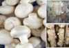 Training on mushroom farming