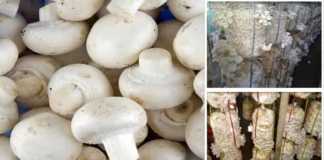 Training on mushroom farming