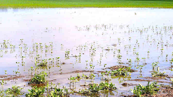 भारी बारिश से हुए फसल नुकसान का दिया जायेगा मुआवजा, किसान खुद फोटो अपलोड कर दें नुकसान की जानकारी