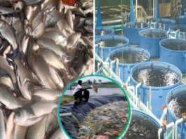 fish farming scheme