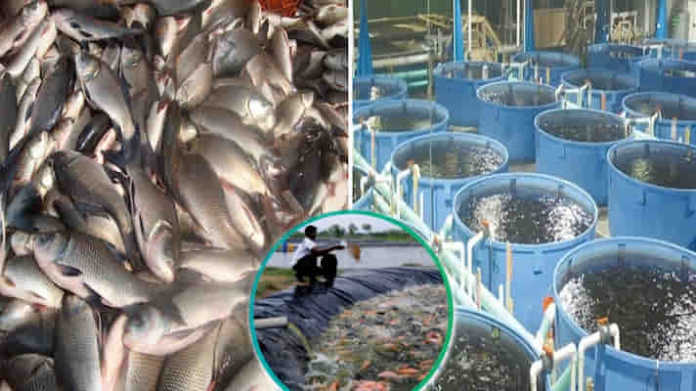 fish farming scheme