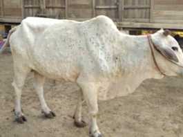 lumpy skin disease in cow