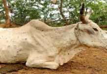 lumpy skin disease in cattle