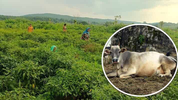 सरकार ने शुरू की प्राकृतिक कृषि विकास योजना, किसानों को गाय पालन के लिए दिया जायेगा 10800 रूपये का अनुदान