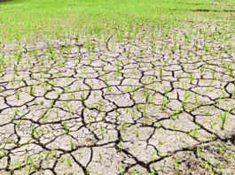 tehsils declared drought-hit cg