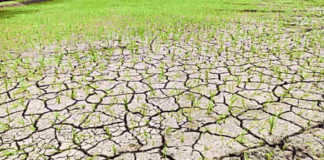 tehsils declared drought-hit cg