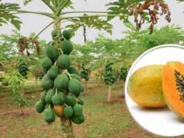 papaya farming subsidy