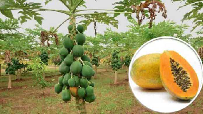 papaya farming subsidy