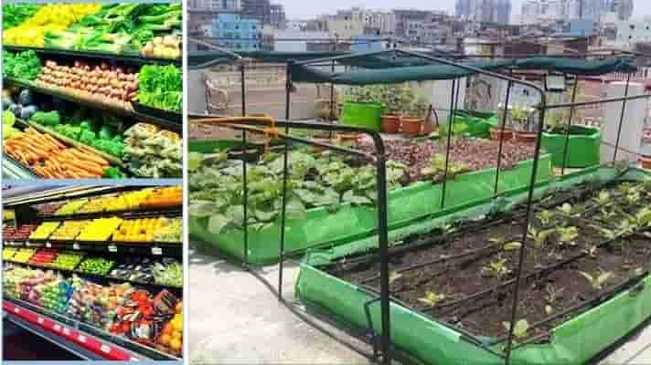 छत पर फल-सब्जी एवं औषधीय पौधे लगाने के लिए सरकार दे रही सब्सिडी, अभी करें आवेदन